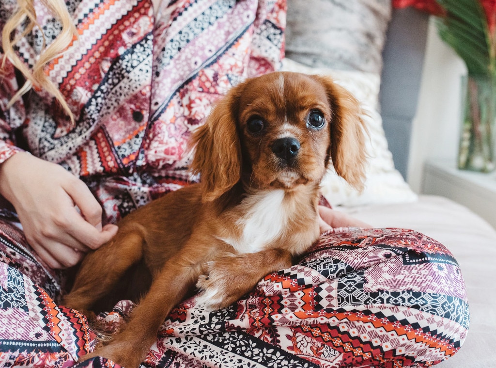 Cavalier king best sale charles pajama pants