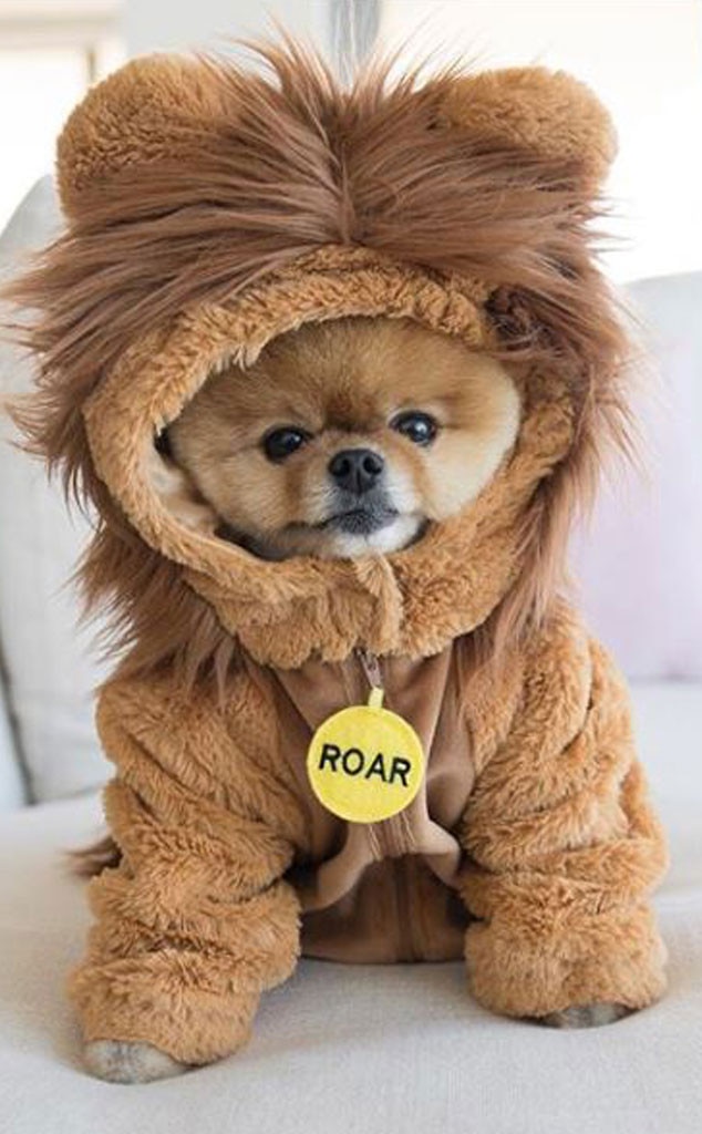 jiffpom stuffed animal