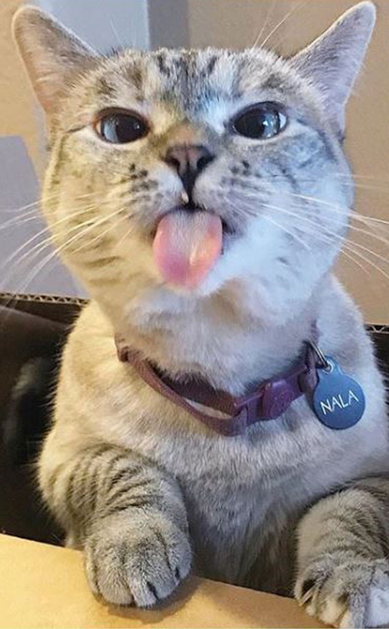 Nala Cat, Social Media Stars