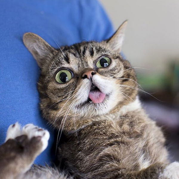 Lil Bub, the Internet's Cutest Viral Cat, Has Died At Age 8