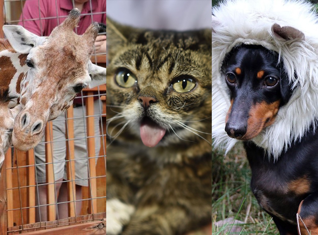 Meet the 2018 PCAs Animal Finalists - E! Online Meet the 2018 PCAs Animal Finalists - E! Online