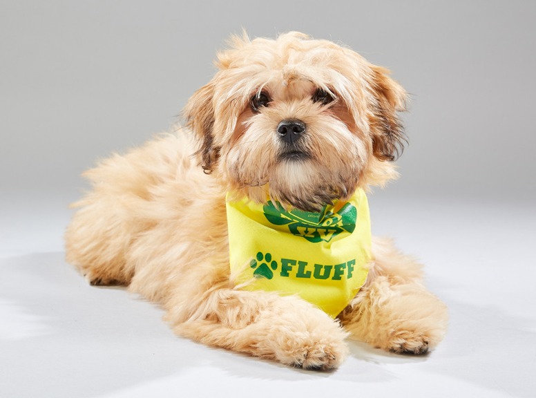 Puppy Bowl XV