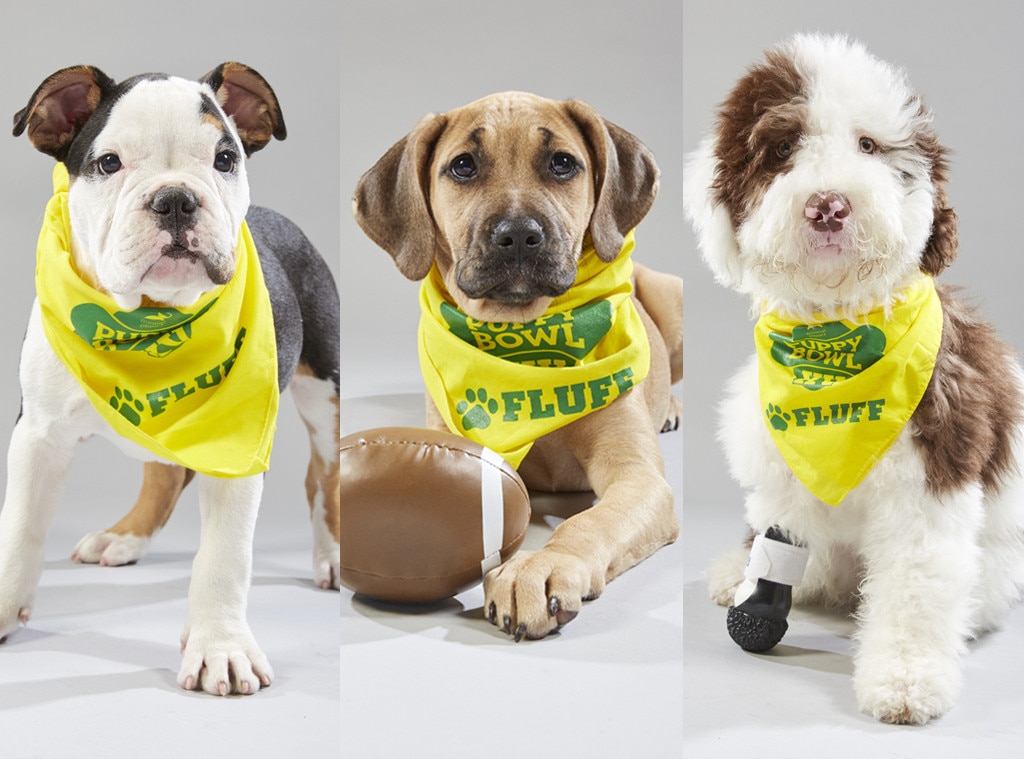 Meet Your 2019 Puppy Bowl Starters - E 