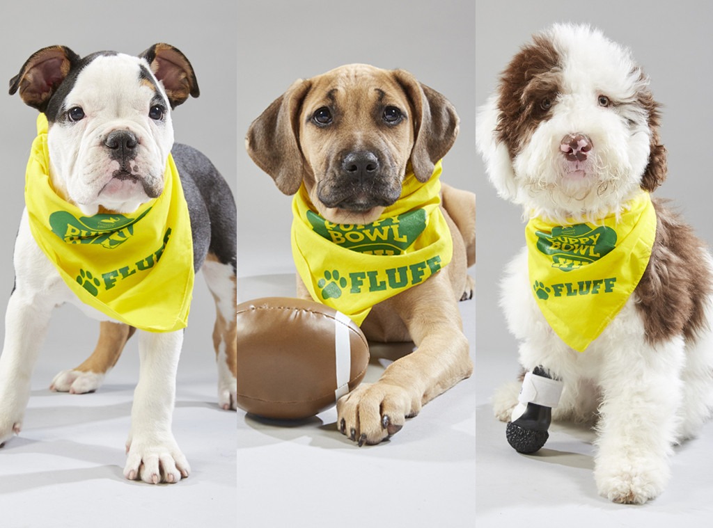 Puppy Bowl XV