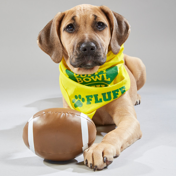 Get Your Pup Ready For Kickoff: Dog Football Jerseys & Toys