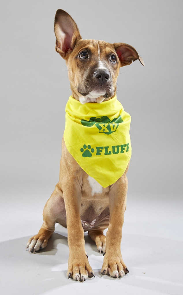 Puppy bowl 2019 fashion team fluff