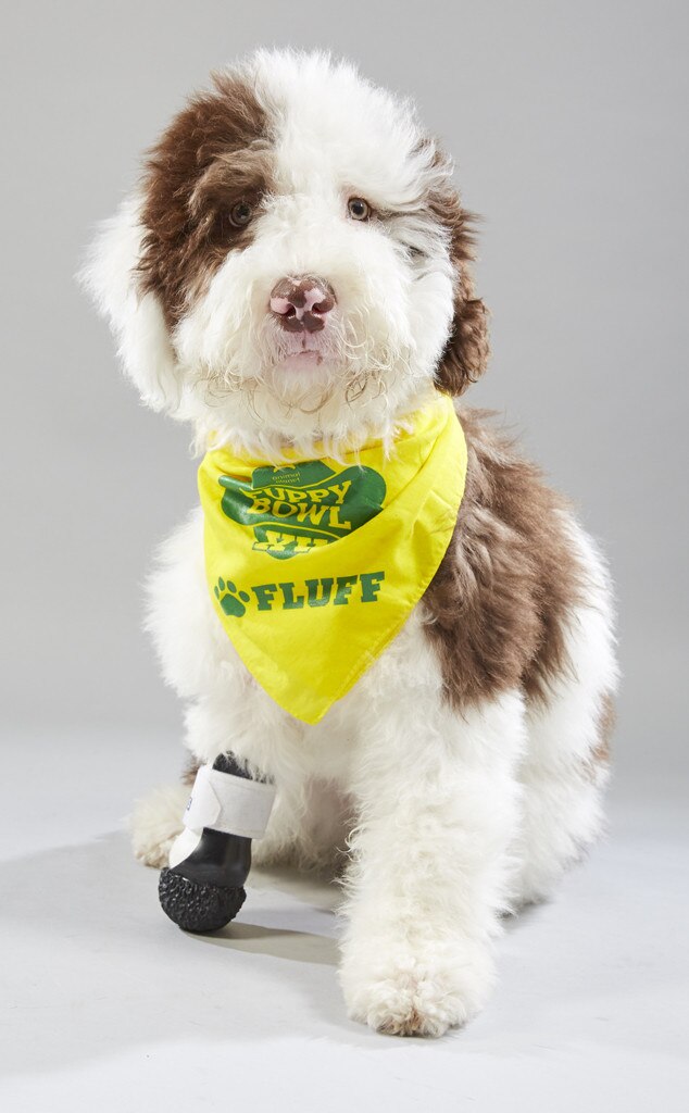 Puppy bowl shops 2019 adoption dogs