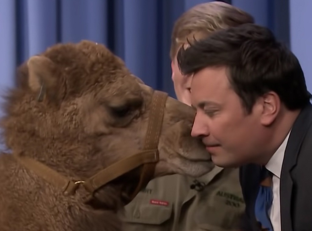 Jimmy Fallon, Camel