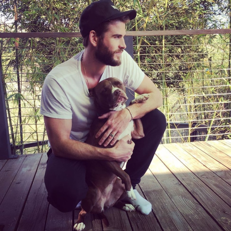 Liam Hemsworth, Dog