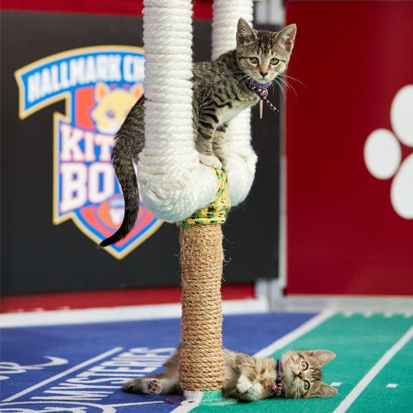 Cat sales bowl 2019