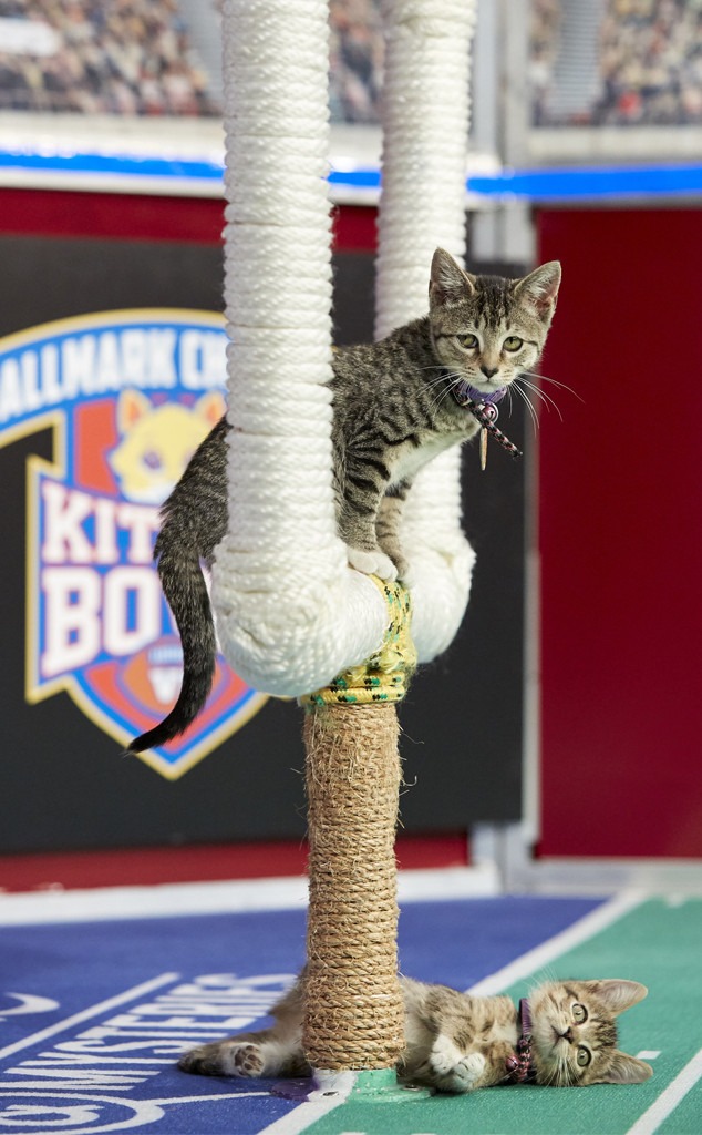 Kitten Bowl 2019