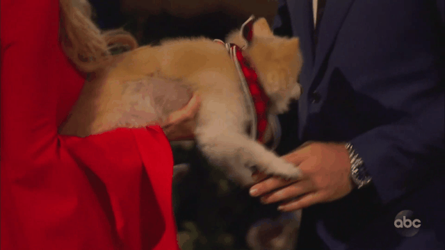Bachelor GIFS
