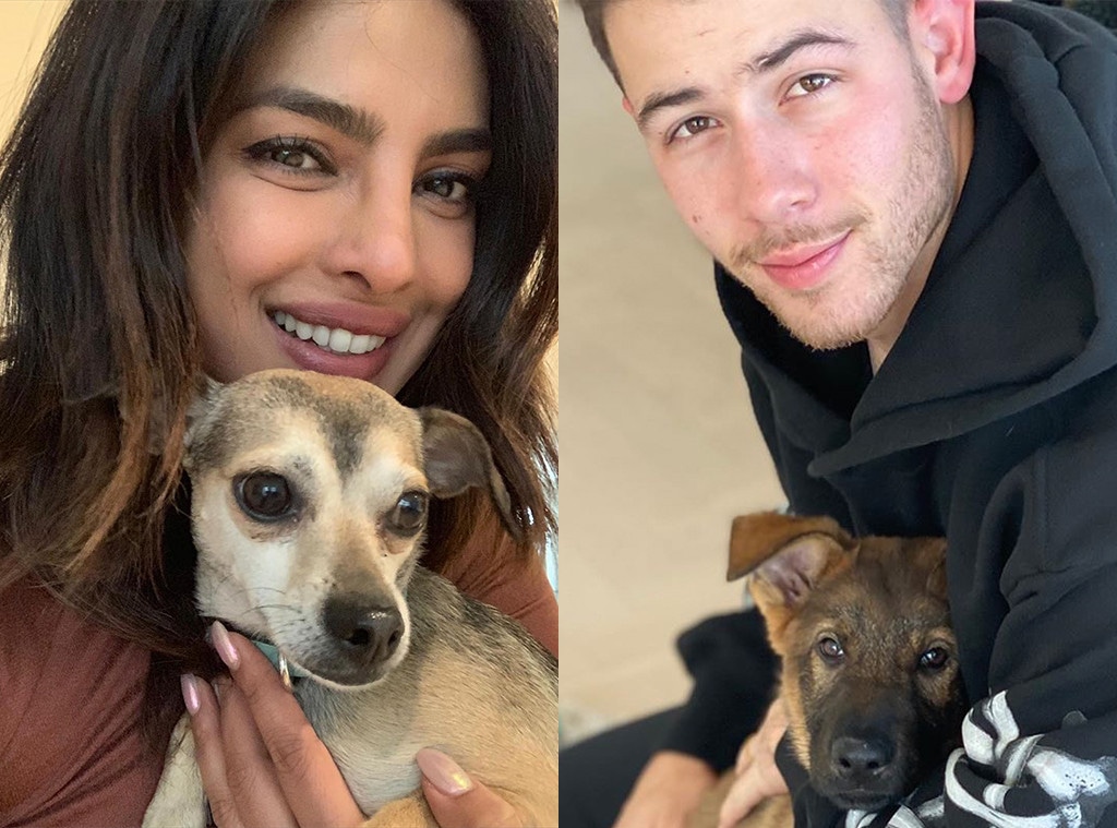 Priyanka Chopra, Nick Jonas, Diana Chopra, Gino Jonas, Dogs