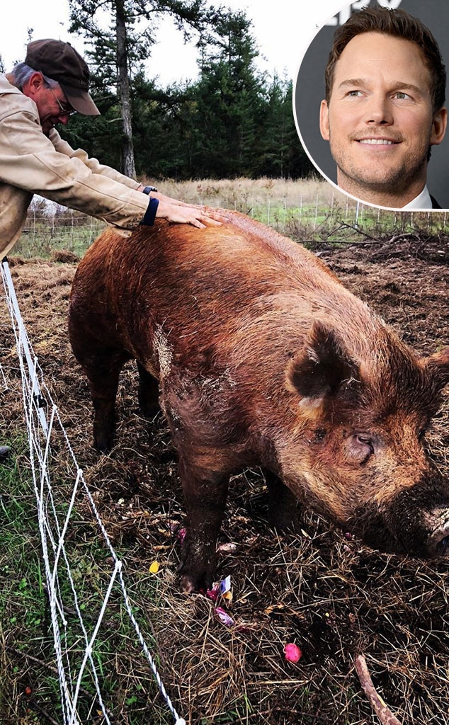 Chris Pratt Mourns the Death of His 700-Pound Boar Magnus - E! Online