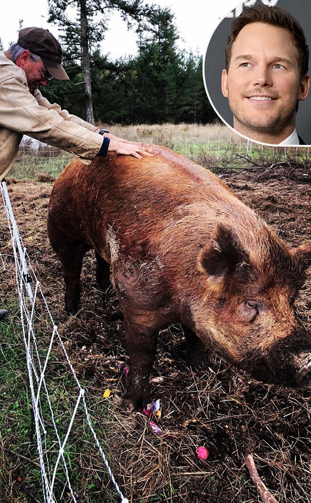 Chris Pratt, Boar