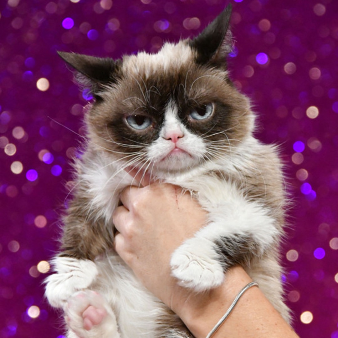 Grumpy Cat, the Internet's Most Famous Feline, Dead at Age 7