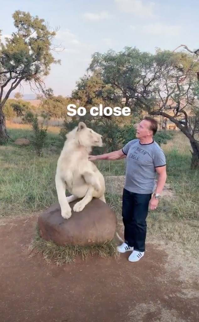 Arnold Schwarzenegger, Cat, South Africa, Instagram