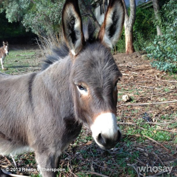 Photos Les animaux de compagnie insolites des stars E