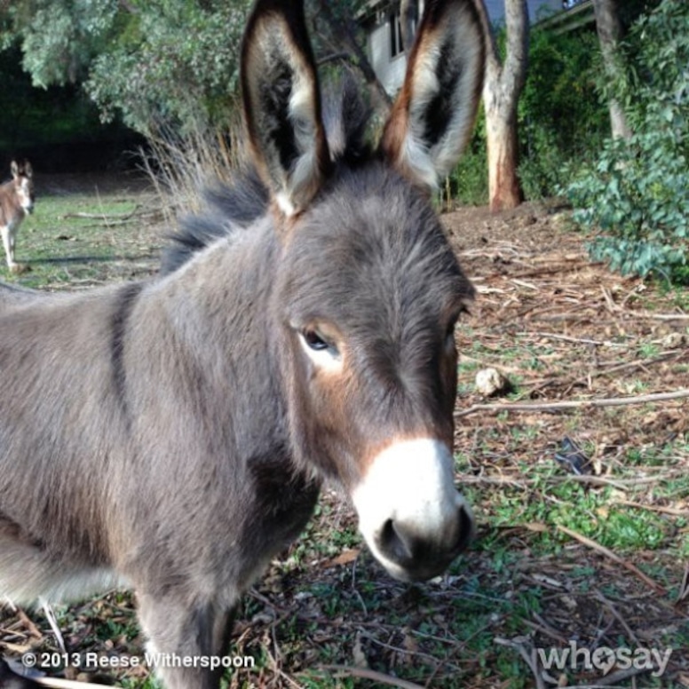 Reese Witherspoon Donkey