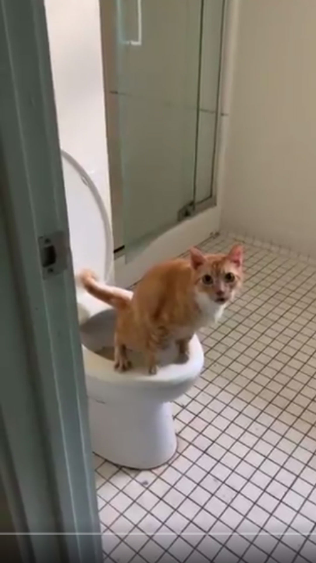 Gato que faz xixi no vaso, Clara Frota