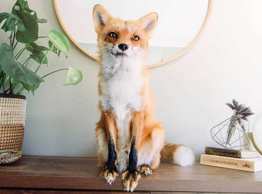 Juniper the Fox