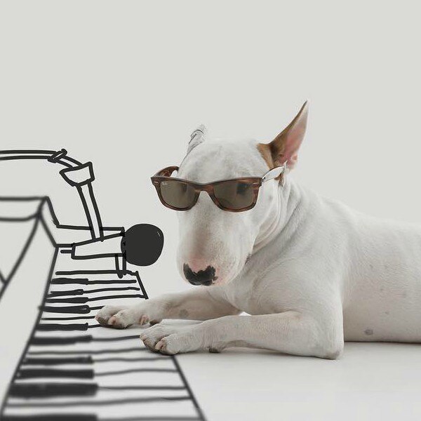 Cachorro famoso da internet clearance