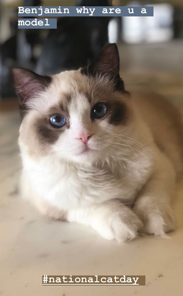 Taylor Swift Is Having The Most Purr Fect National Cat Day E Online