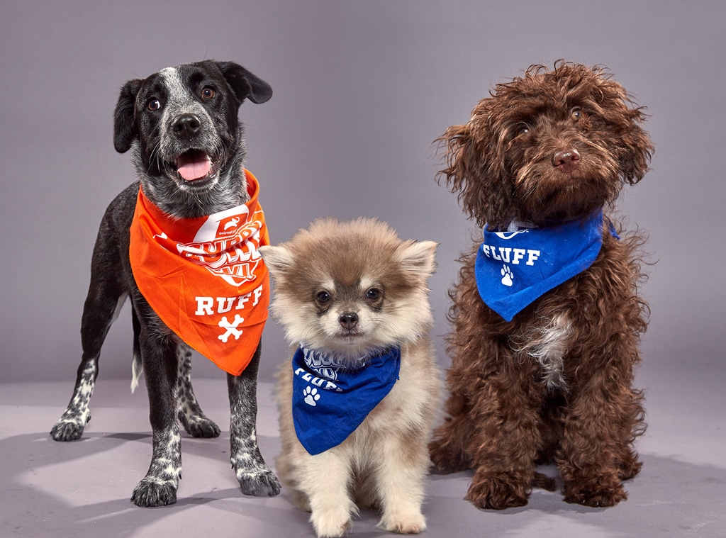 Puppy Bowl XVI, Aspen, Bobby, Theodore