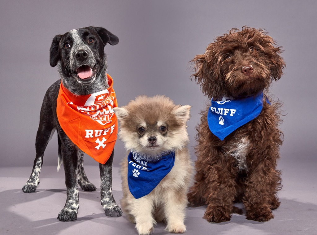 Meet All The Adorable Dogs Competing In The 2020 Puppy Bowl E News