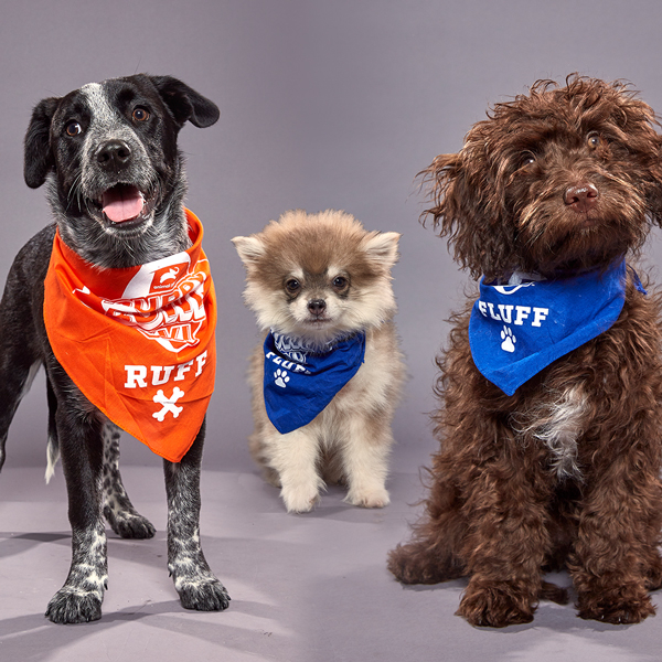 Meet All The Adorable Dogs Competing In The 2020 Puppy Bowl E News