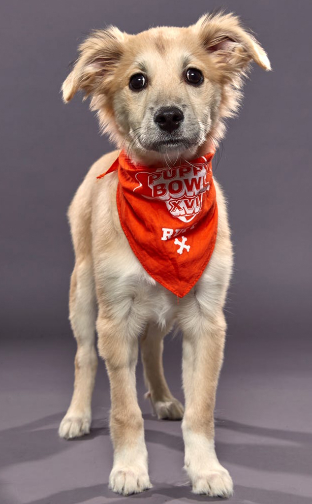 Meet the 'ruff'-aree of Puppy Bowl 14 (and 9 adorable puppies!)