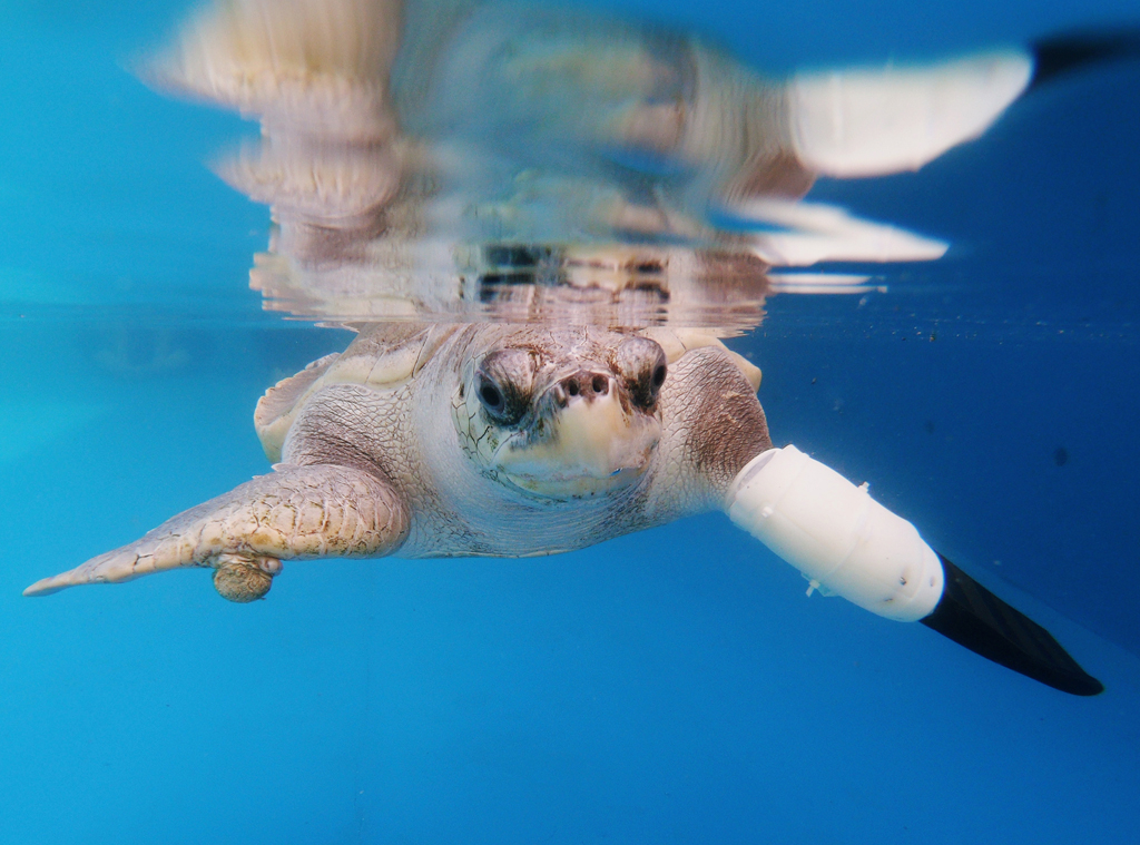 Turtle prosthetic flipper