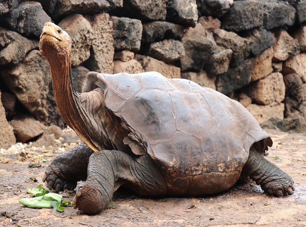 Giant Tortoise Retires After Saving the Species With 800 Offspring | E ...