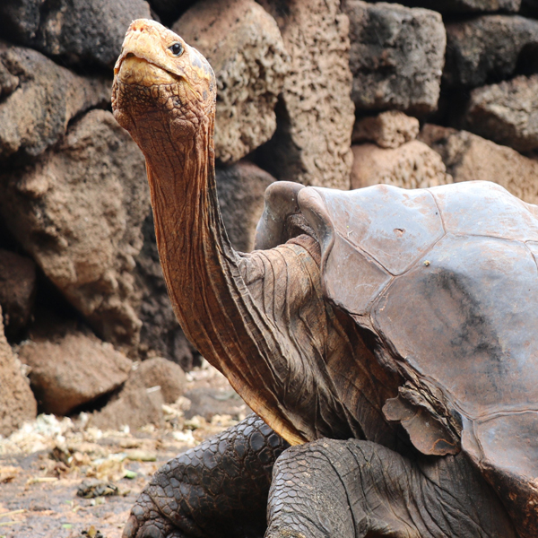Giant Tortoise Retires After Saving The Species With 800 Offspring