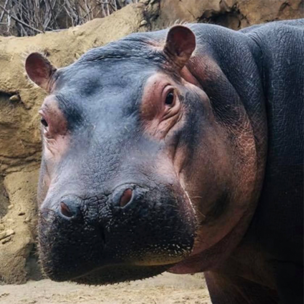 Fiona The Hippo To Star In Cincinnati Zoo Home Safari Video Series E Online