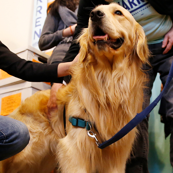 Elizabeth Warren S Dog Hits The Campaign Trail In Her Place E Online
