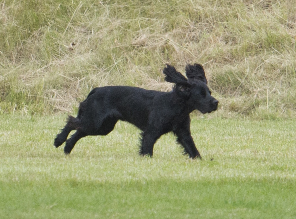 the dog house middleton