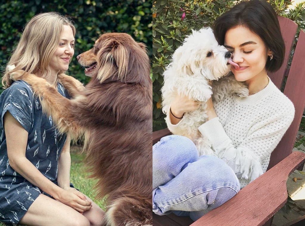 E-Comm: Dog Friendly Hotels, Amanda Seyfried, Lucy Hale