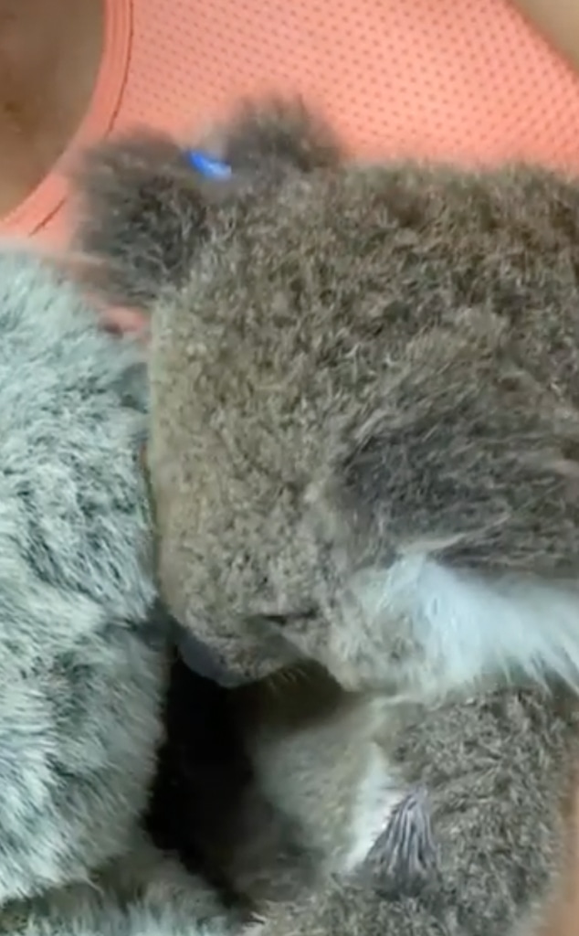 See an Orphaned Koala Snuggle Up to a Stuffed Animal in Touching Video - E!  Online - CA