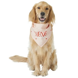 Gifts for Your Furry Valentine