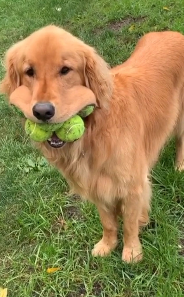 This Record Breaking Dog Can Fit 6—Yes, 6—Tennis Balls In His Mouth E