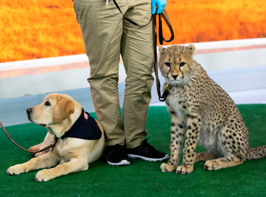 Dog, Cheetah, Turtle Back Zoo