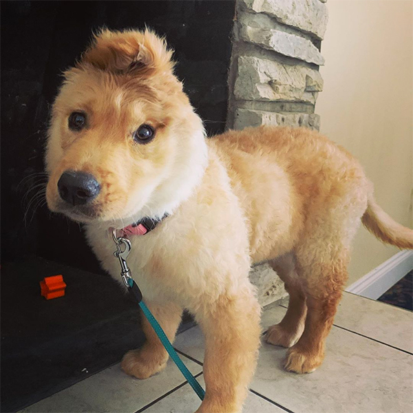 Meet The One Eared Puppy That S Sure To Make Your Day E Online