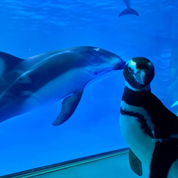 See Penguins Go on Field Trip Throughout Chicago Aquarium Amid Closure