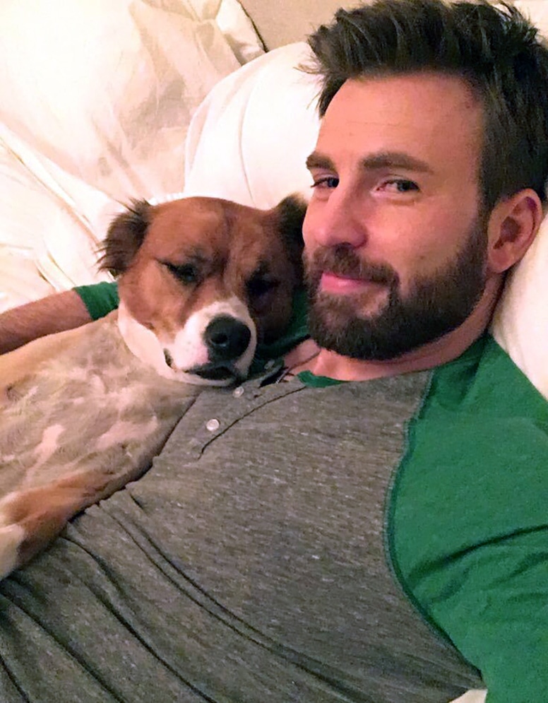 Chris Evans, dog, Dodger, 2019, widget