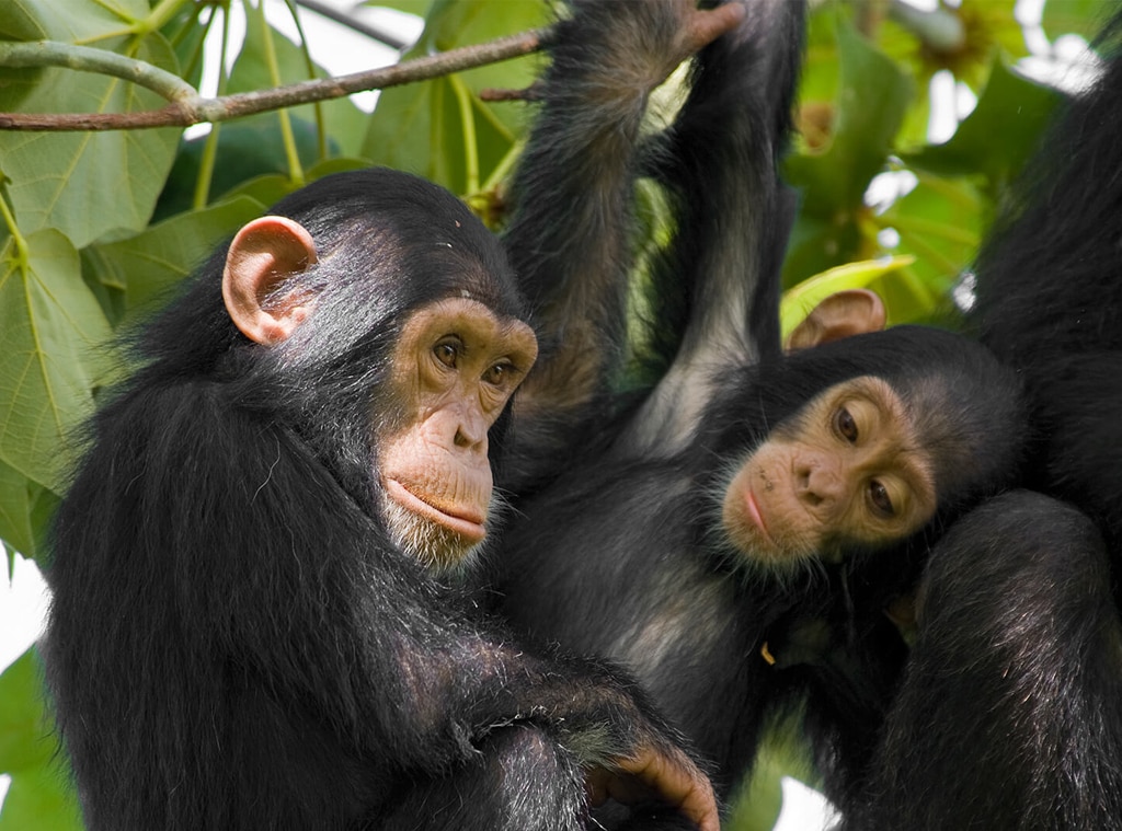 Le zoo de San Diego from 6 visites virtuelles à faire dans le monde | E