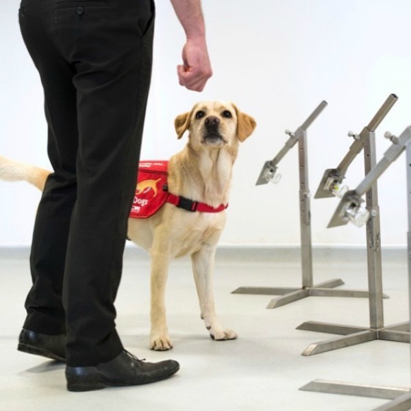 Cães farejadores