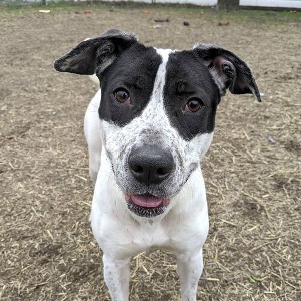 Cachorros adotados, CACC Adoptable Pets
