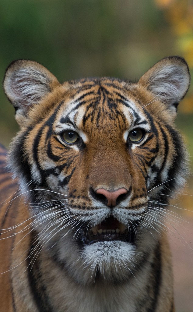 Tiger Tests Positive For Coronavirus At Bronx Zoo E Online Au