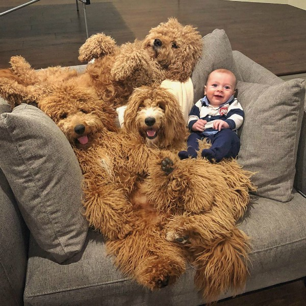 Samson The Goldendoodle, cachorros do Instagram